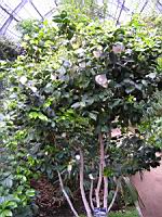 Camellia japonica cv Maria Morren (fam. Theacees) (1) (Photo F. Mrugala)